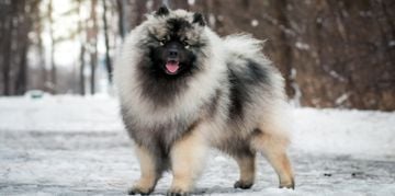 The Charismatic Keeshond