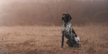 The Noble German Shorthaired Pointer