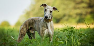 The Wonderful Whippet
