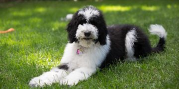 The Loyal and Lovable Sheepadoodle