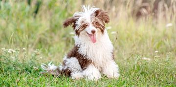 Chi Chi: A Chihuahua and Chinese Crested Mix