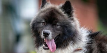 A Guide to the Charming Chusky