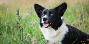 The Endearing Cardigan Welsh Corgi