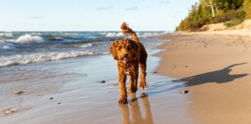 The Affectionate Australian Labradoodle