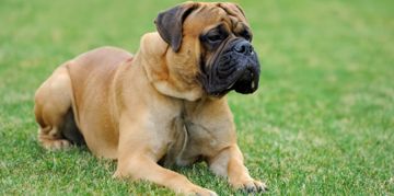 English Mastiff: The Gentle Giant