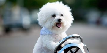 The Happy, Energetic Bichon Frise