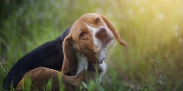 What You Need to Know About Mange
