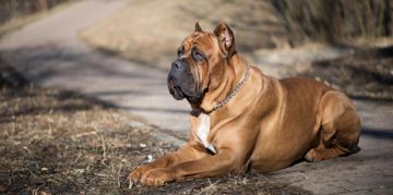 The Cane Corso:  A Gentle Guardian