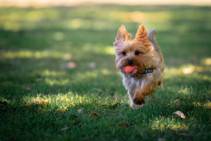 The Most Popular Toy Breed: The Yorkshire Terrier - Critter Culture