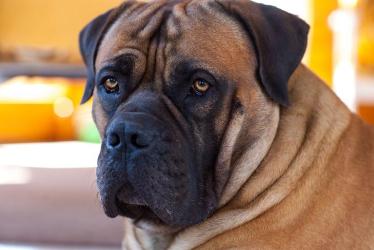 Looking for a Guard Dog? Consider the Boerboel - Critter Culture