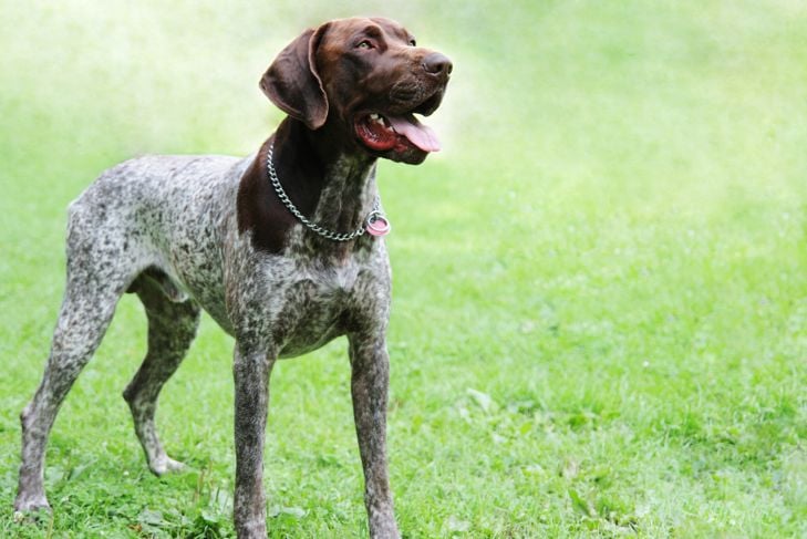 The Noble German Shorthaired Pointer - Critter Culture