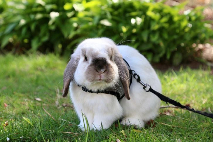 How To Care For A Holland Lop Critter Culture 5237