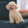 The Tiny Teacup Poodle