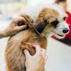 Identifying and Removing Skin Tags on Your Dog