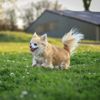 Small and Stylish: Long-Haired Chihuahuas