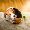 Dog Dandruff: Causes and Treatments