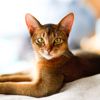 The Adorable Abyssinian Cat
