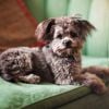 A Guide to the Adorable Yorkipoo