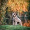 Lagotto Romagnolo: The King of Truffles