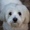The Tiny Teacup Maltese