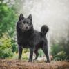 Schipperke: Little Black Dog with Big Personality