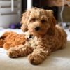 The Cockapoo: The Perfect Crossbreed
