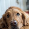 The Symptoms of Kennel Cough