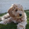Cavapoo: Poodle Meets Cavalier King Charles Spaniel