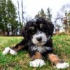 Is a Saint Berdoodle the Right Dog for You?