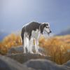 Understanding Your Saluki