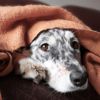 Understanding and Treating Diarrhea in Dogs