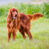 Irish Setters: A Bold, Sensitive Breed