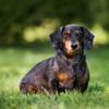 The Dapper Dapple Dachshund