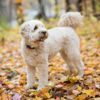 The Golden-Hearted Goldendoodle