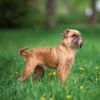 Brussels griffons: Belgium's tiny hunters