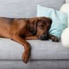 Kennel Cough in Dogs