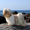 The Lhasa Apso: A Big Dog in a Small Body