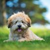 The Smart, Social Shih Poo