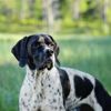 English Pointer: The All-Around Companion Dog