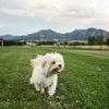 Maltipoo: The Teddy Bear Breed