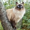 The Cheerful Balinese Cat