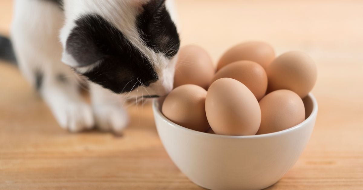 Should I Feed Eggs to My Cat? Critter Culture