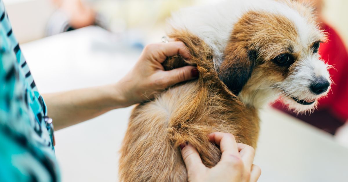 Identifying and Removing Skin Tags on Your Dog Critter Culture