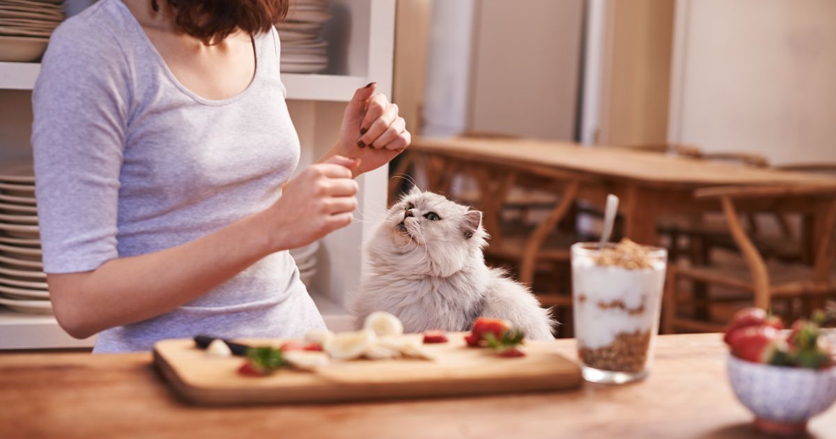 FelineFriendly Human Foods Critter Culture
