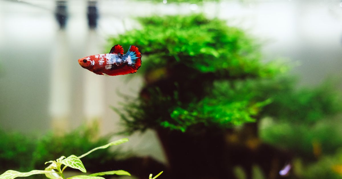 Colorful Fish to Add Interest to Any Aquarium - Critter Culture