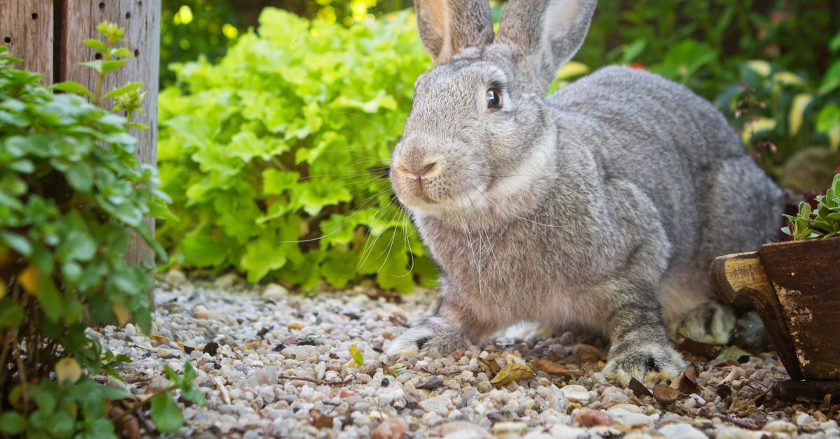 More to Love: Flemish Giant Rabbits - Critter Culture