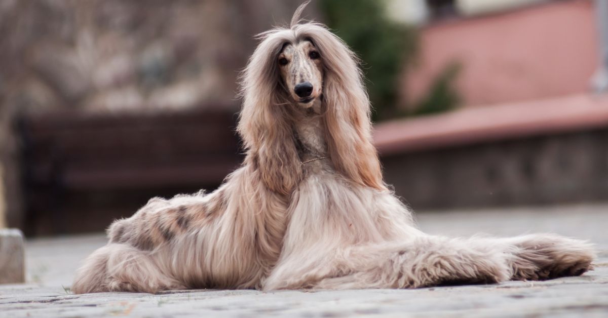 Adorable Dogs with Long Ears Critter Culture