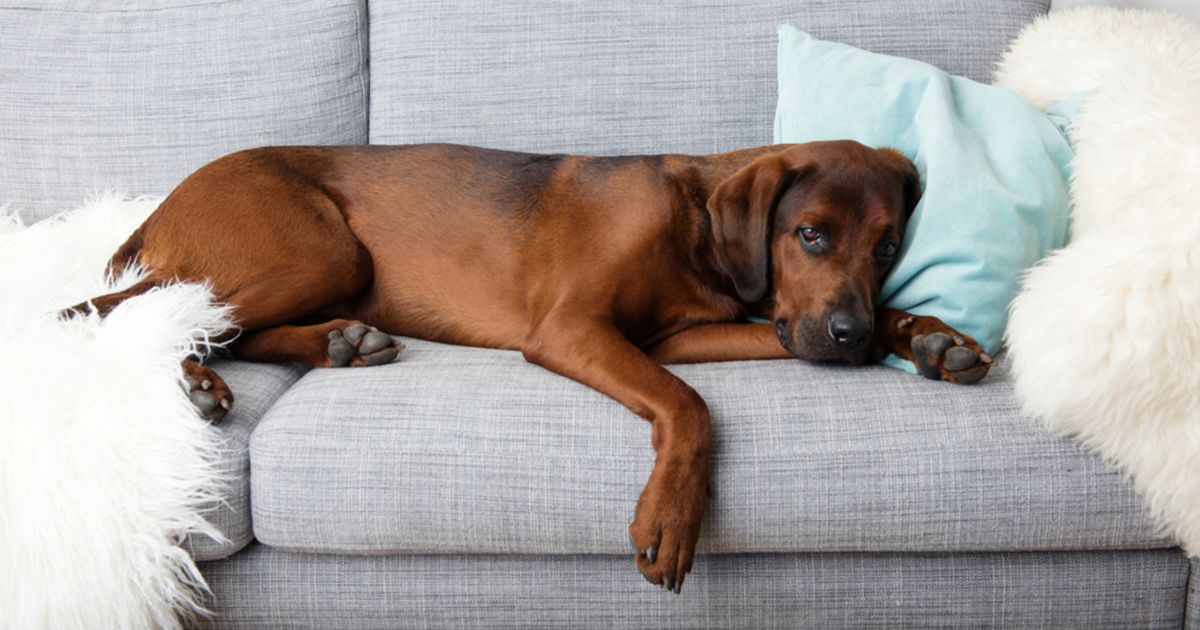 Kennel Cough Causes and Treatment Critter Culture