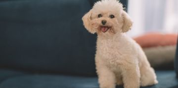 The Tiny Teacup Poodle