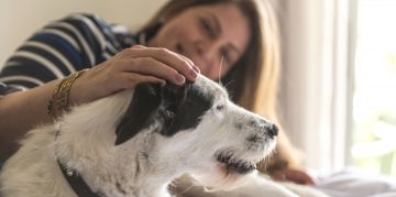 Canine Histiocytomas: Causes and Treatment